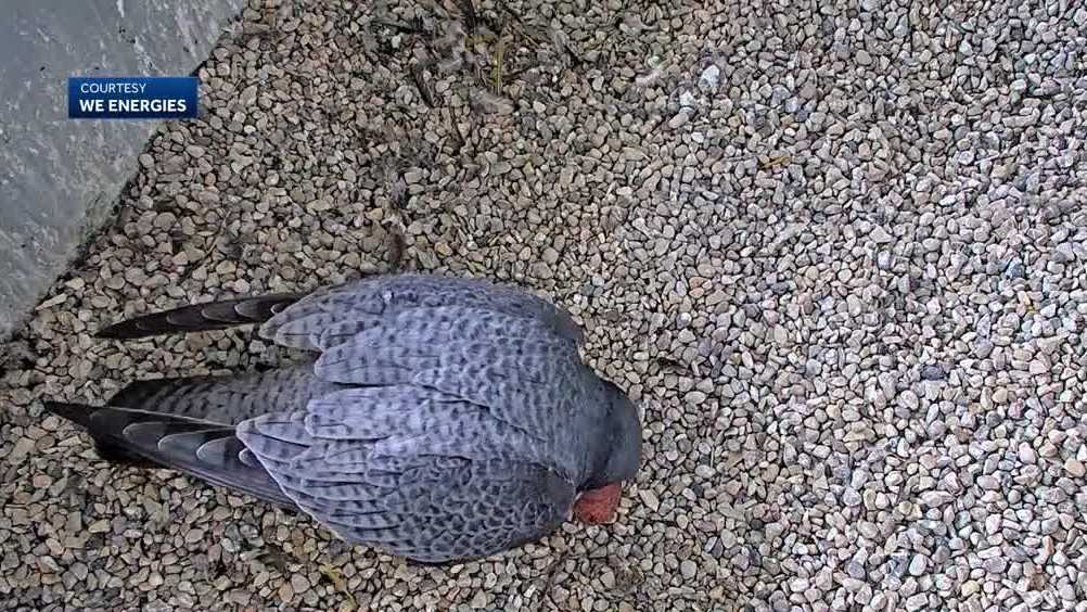 We Energies welcomes 5 new peregrine falcon chicks [Video]