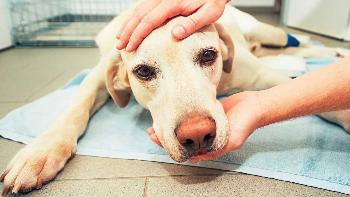 Dogs entering US must be 6 months old and microchipped to prevent spread of rabies, new rules say [Video]