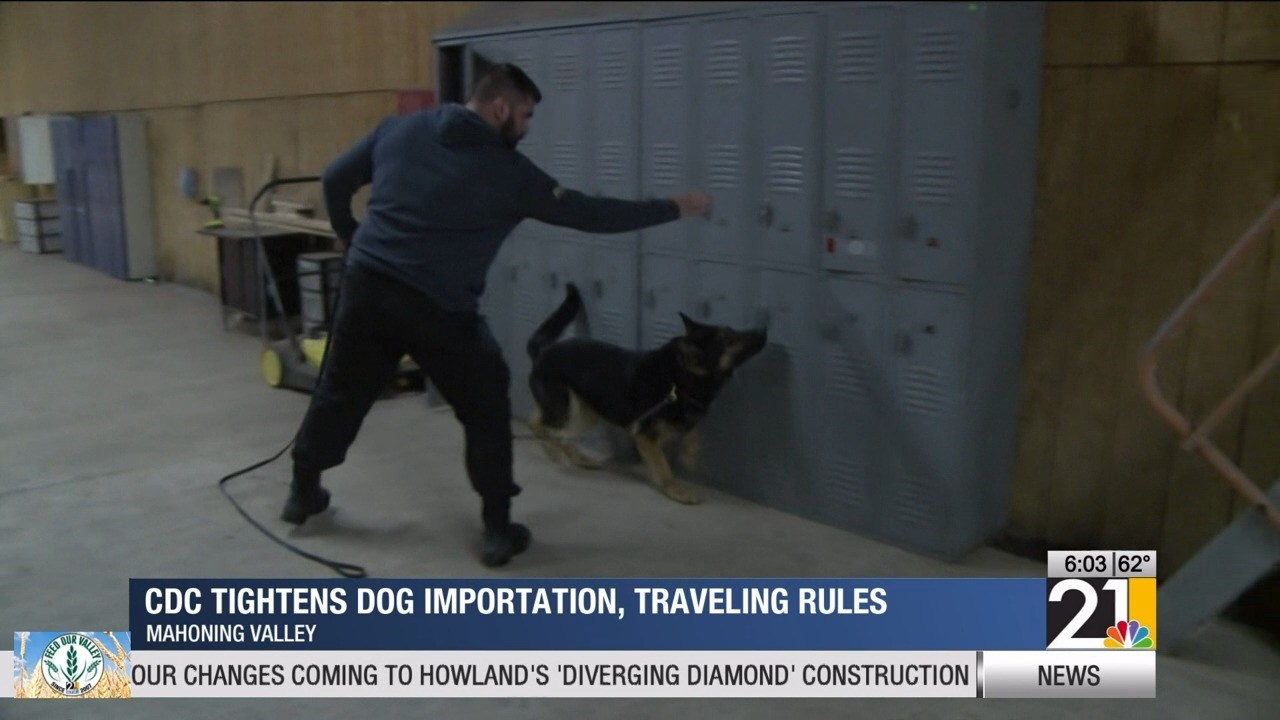 CDC tightens restrictions for importing and traveling dogs [Video]