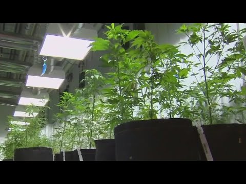 What the DEA reclassifying marijuana could mean for California [Video]