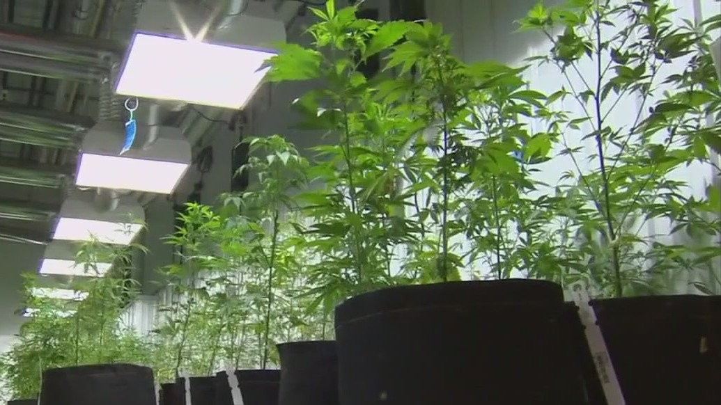 Weed reclassification: Impacts on California [Video]
