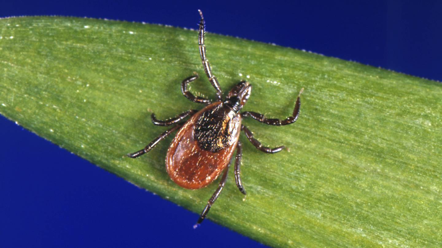Tick season has arrived. Protect yourself with these tips  WSOC TV [Video]