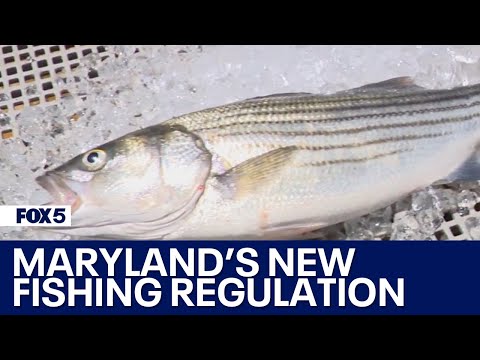 The fight over a new Maryland fishing regulation [Video]
