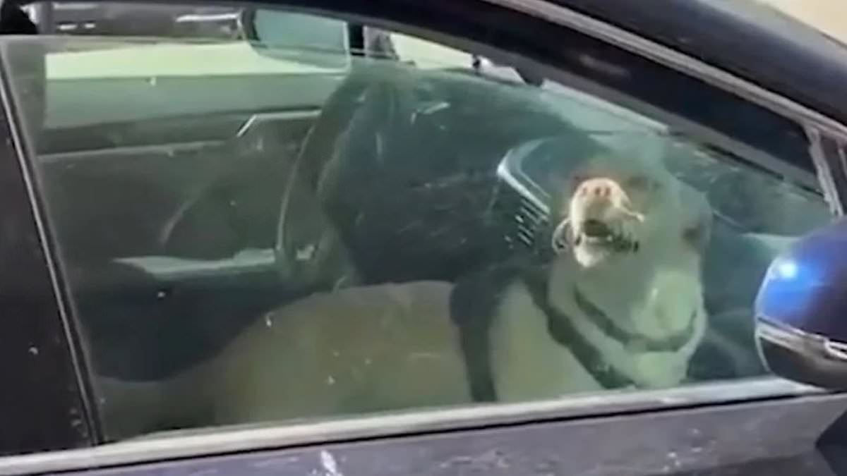 Wealthy venture capitalist leaves dog in scorching hot car - then makes shocking outburst when confronted about her behavior [Video]
