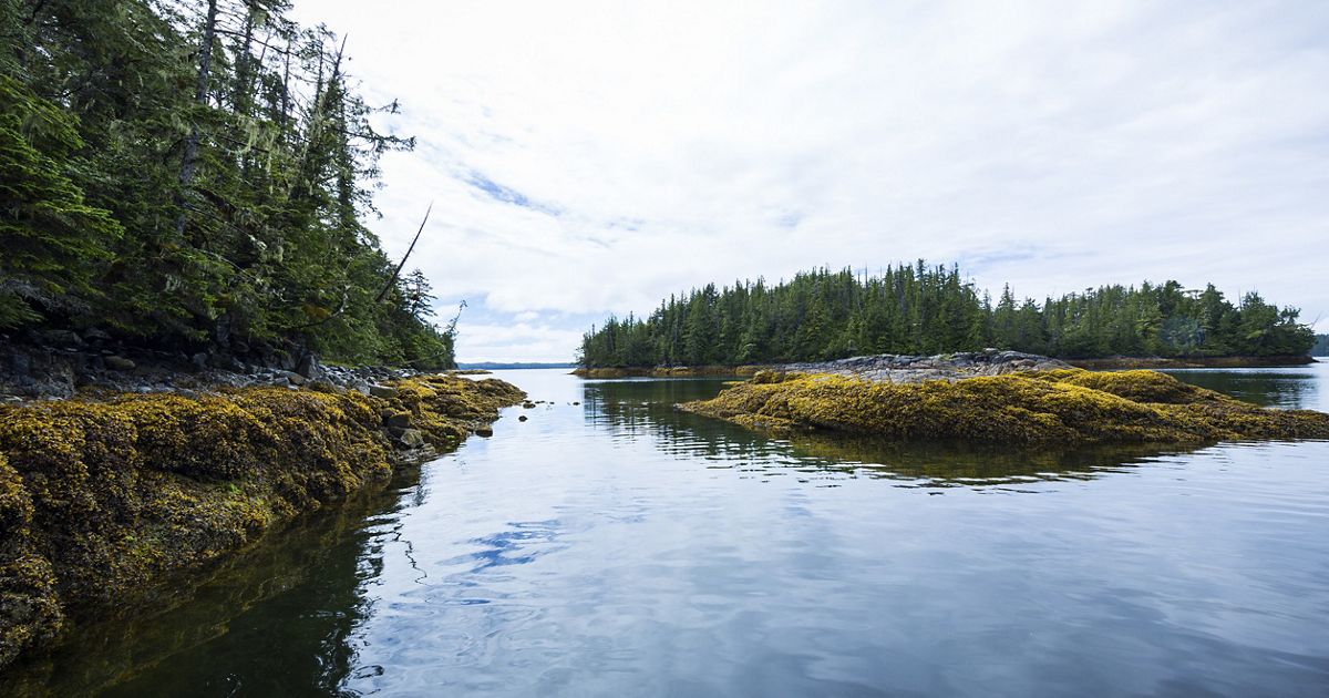 Great Bear Rainforest | TNC in Canada [Video]