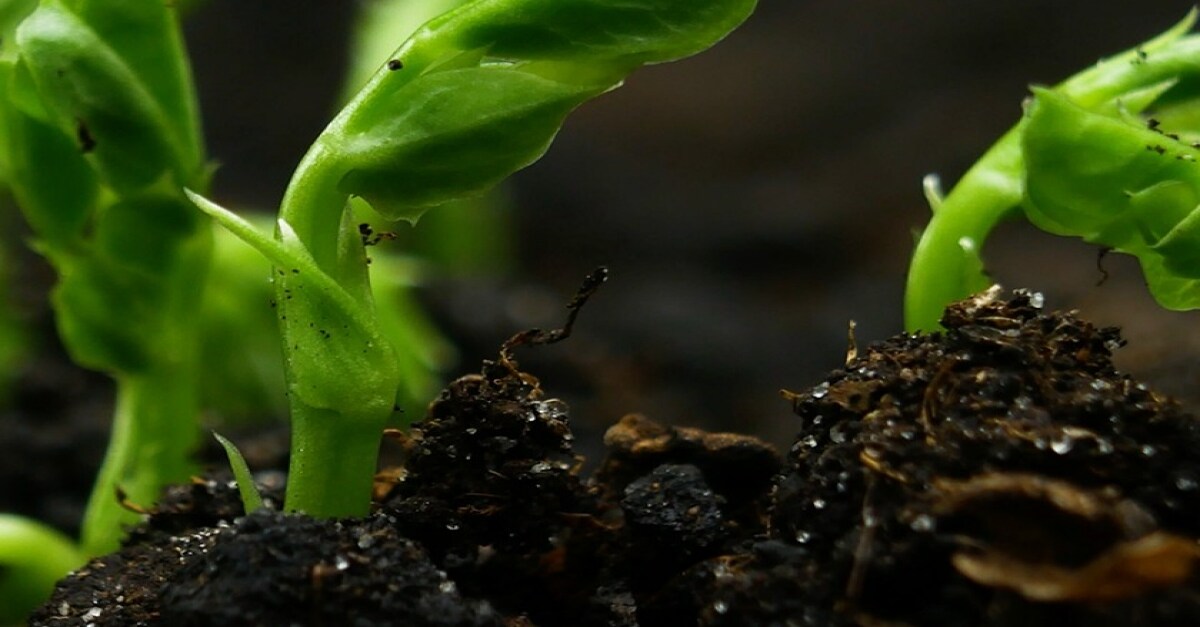 Cultivating Growth Through Expansion | Deloitte US [Video]
