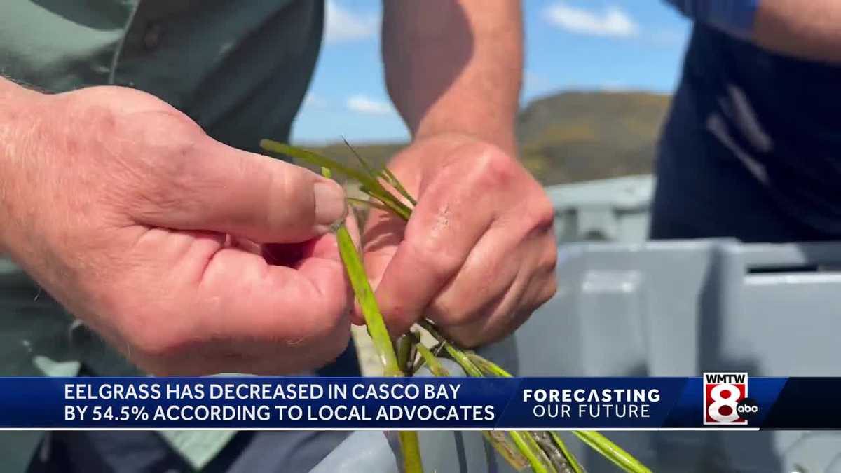 Marine biologists are worried about eelgrass decreasing in Maine [Video]