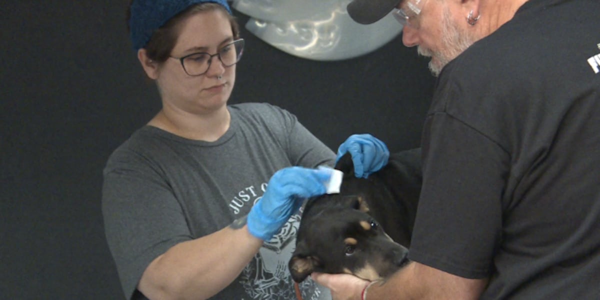 Las Vegas animal shelter offering free microchips for pets under new ordinance [Video]