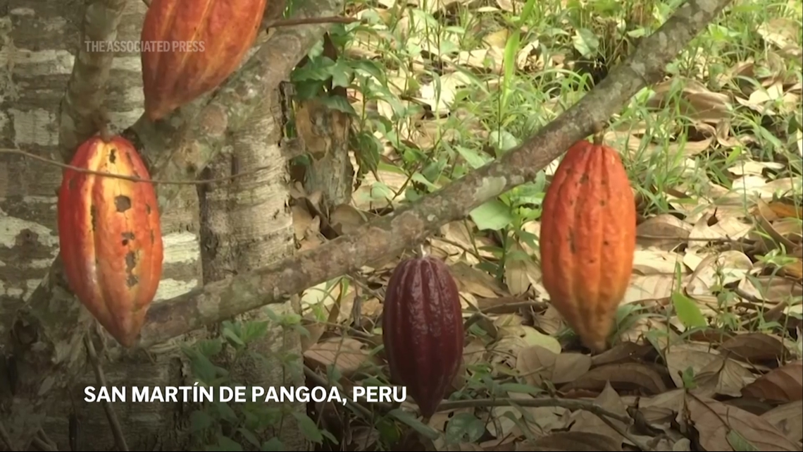 Startup makes cocoa in laboratory as climate change threatens chocolate supplies [Video]