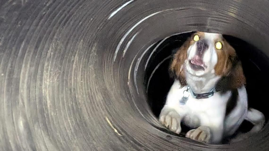 Worley firefighters rescue puppy stuck in culvert pipe [Video]