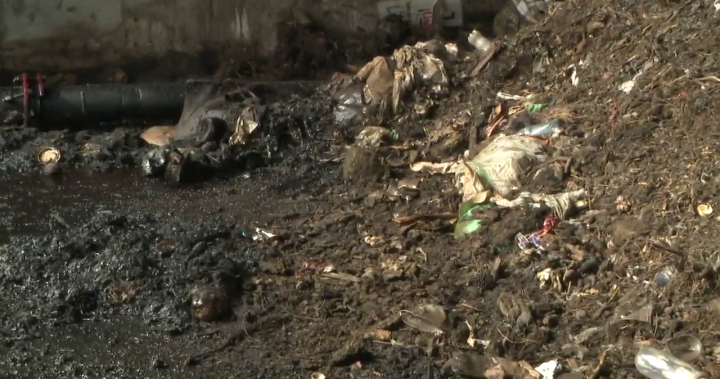 Animal parts falling from the sky have one B.C. community fed up [Video]