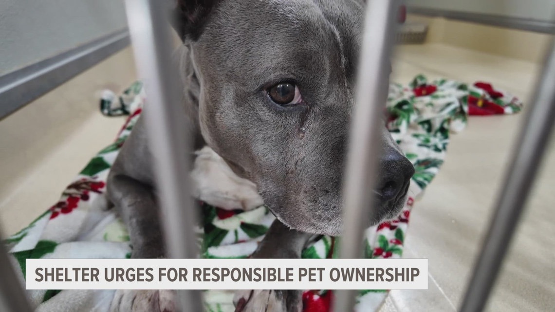 Pound Buddies calls for responsible pet ownership as they struggle to reunite pets with owners [Video]