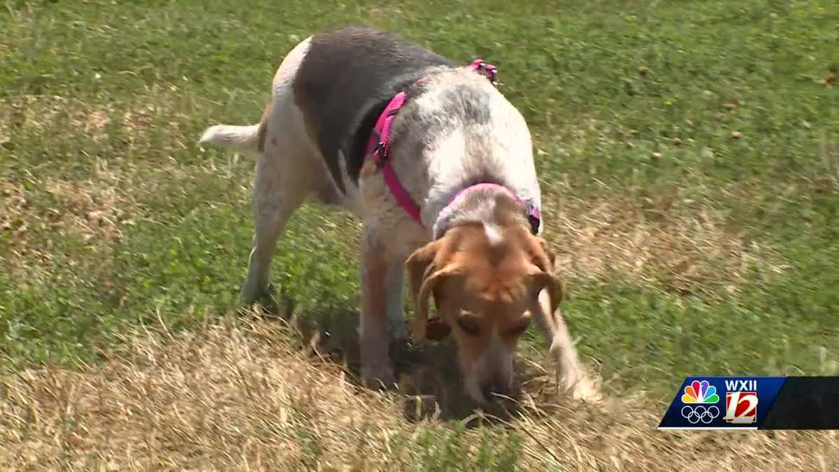 5 tips to keep your pet safe and calm this 4th of July [Video]