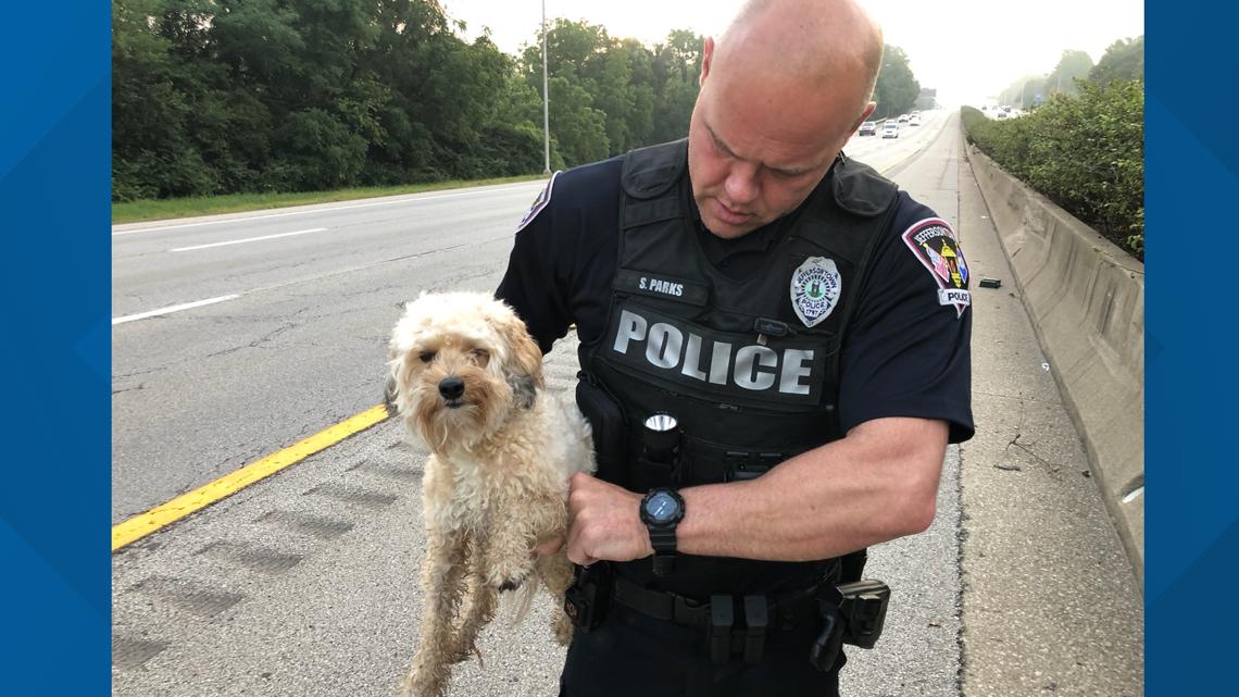 Kentucky police officer rescues dog from busy interstate Friday [Video]