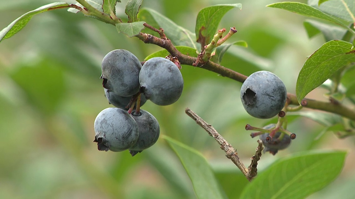 Union County farm having a ‘berry’ good season [Video]