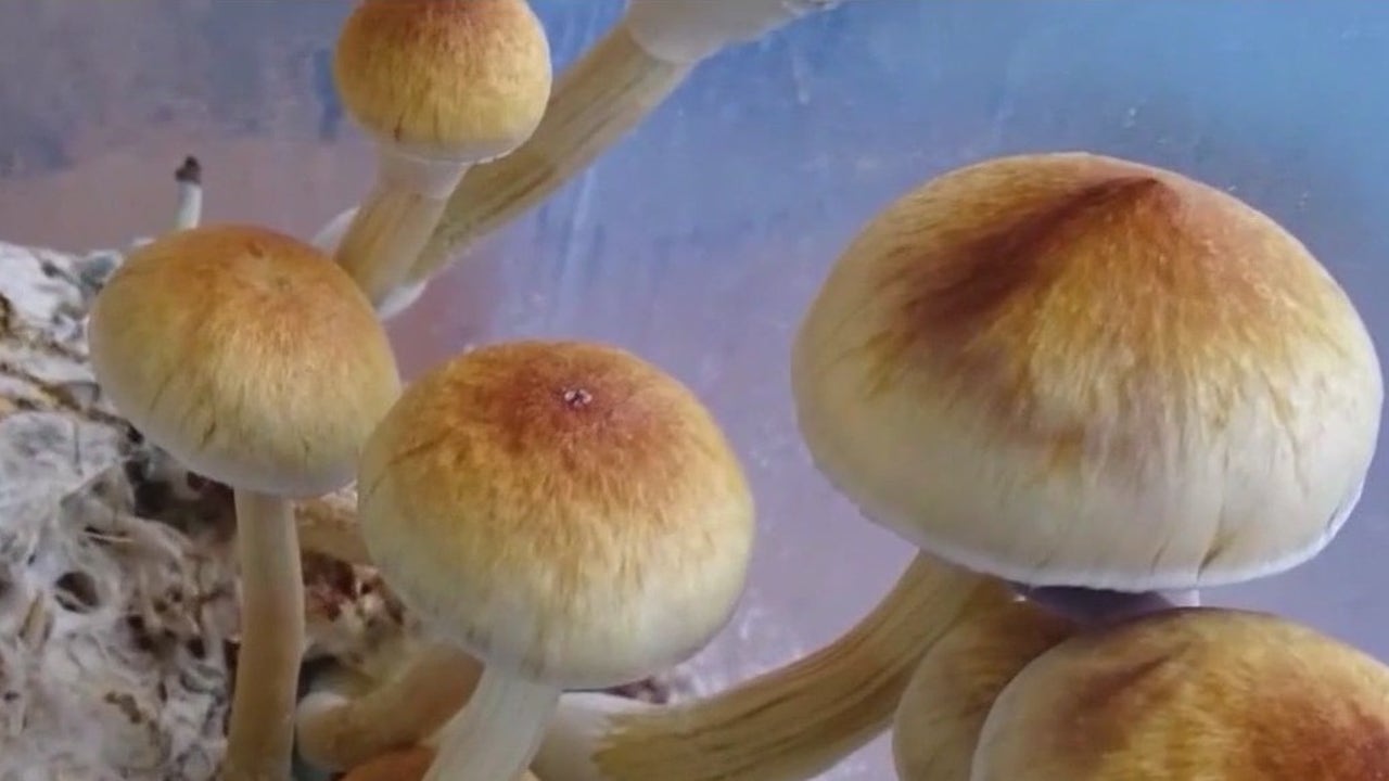 Moms on Mushrooms: Microdosing psychedelics [Video]