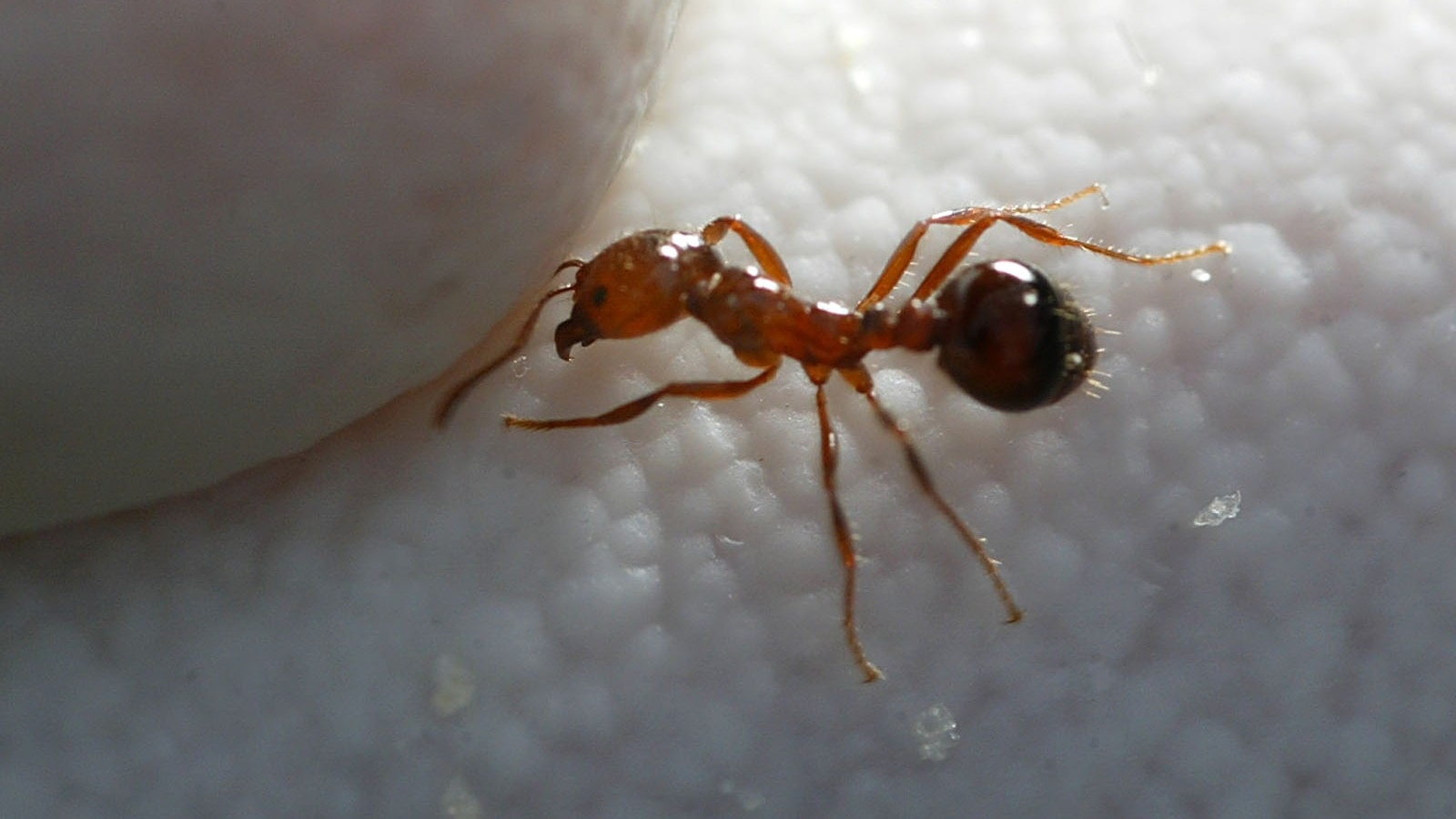 Officials battle ‘highly aggressive’ red imported fire ant infestation in Southern California [Video]