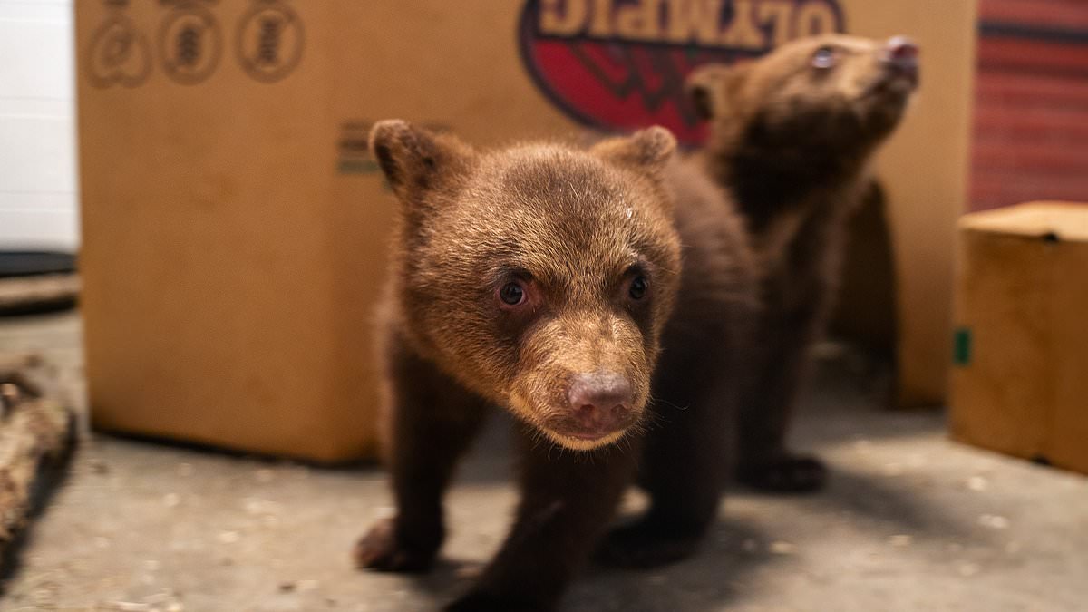 Gorgeous orphaned bears taken in by Kansas zoo after their mother was shot dead by a hunter [Video]