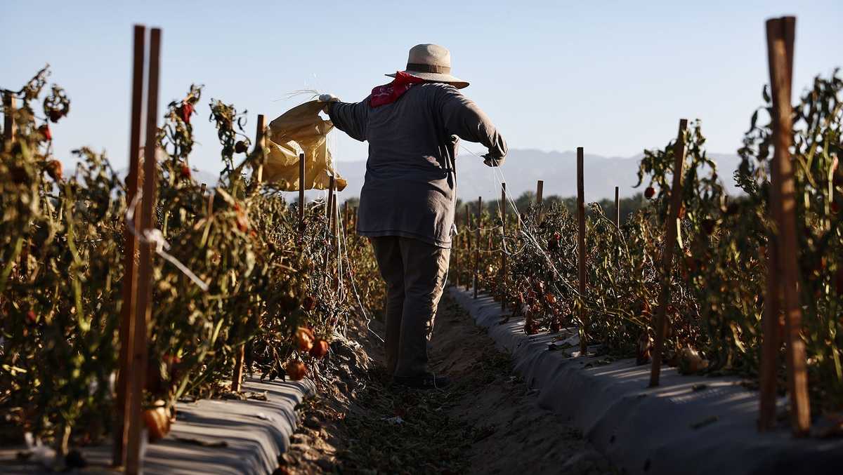 Record heat is set to drive the cost of fruits and vegetables higher [Video]