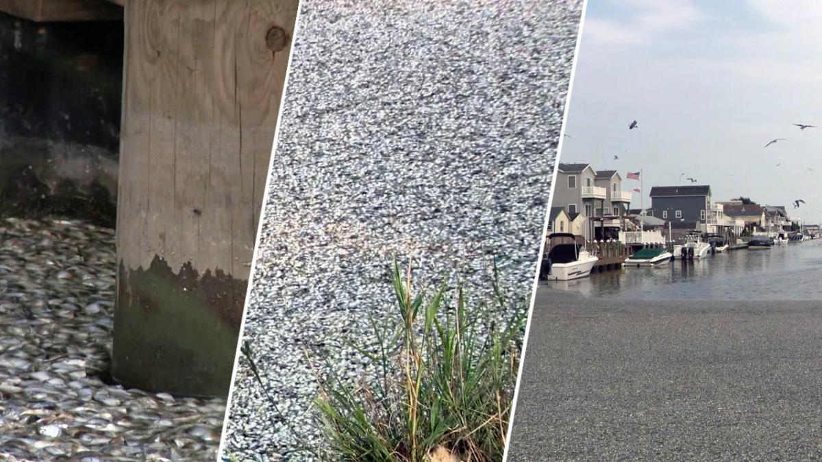 Dead fish by the thousands cause big stink in small Jersey Shore town [Video]