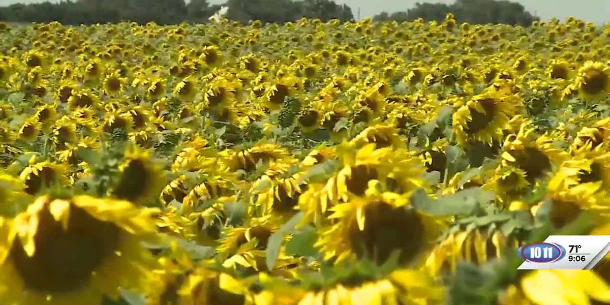 Simply Sunflower continues to grow [Video]