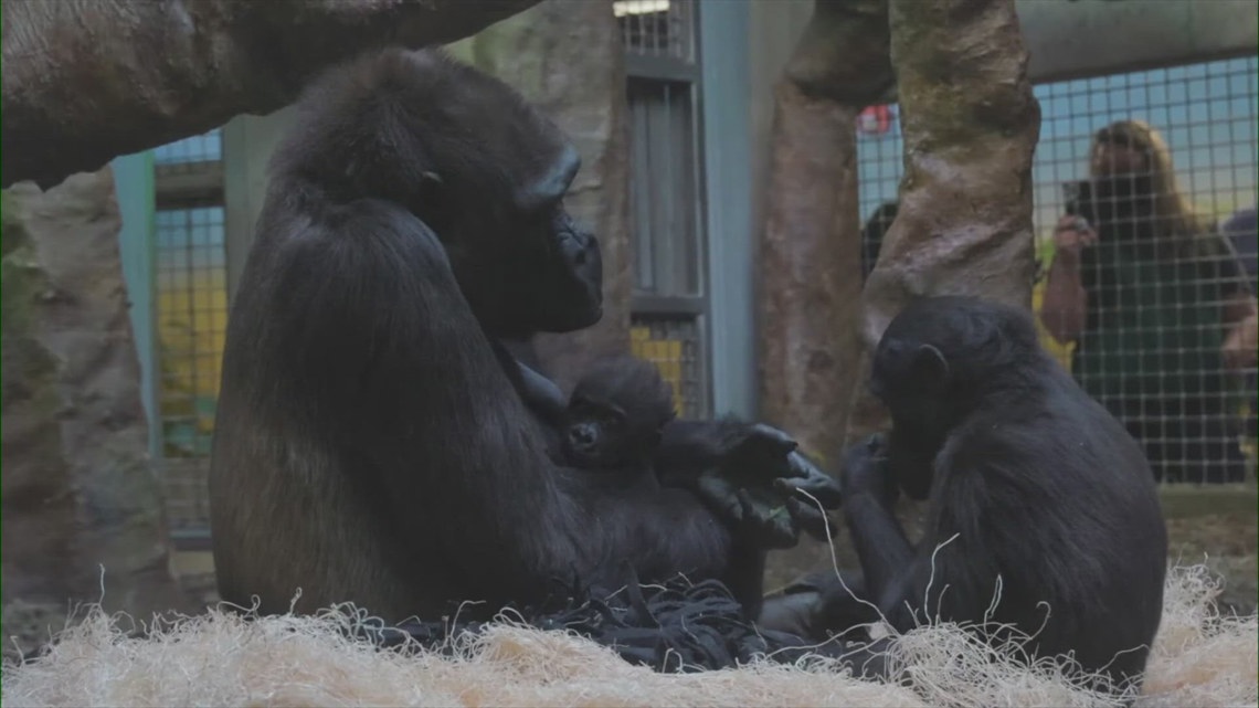 Cleveland Metroparks Zoo shares update on baby gorilla Jameela: ‘She is now crawling!’ [Video]