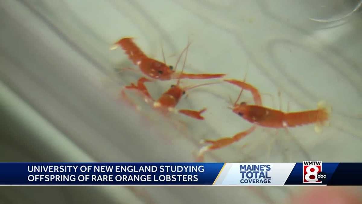 Rare opportunity for UNE students to study baby orange lobsters [Video]