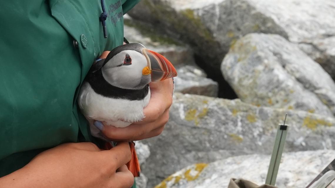 Maine puffin researchers monitor colony health, climate change [Video]