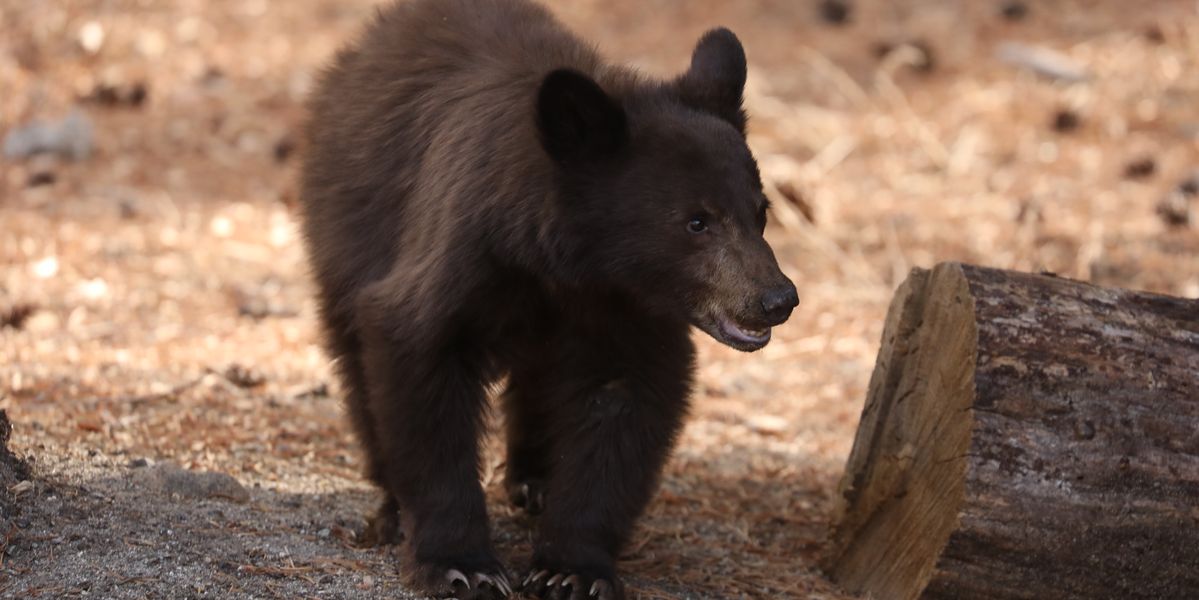 Bear Spotted Inside School, Sniffing Around Classroom Of Teacher Named Salmon [Video]