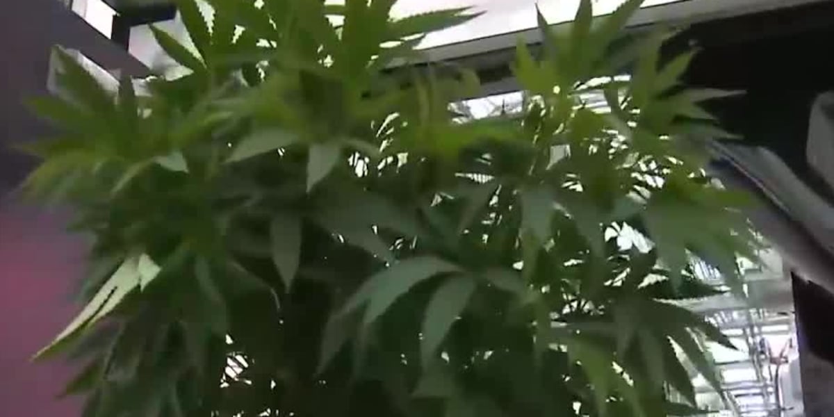 Ohio marijuana sales exceeding expectations, high sales from other states [Video]