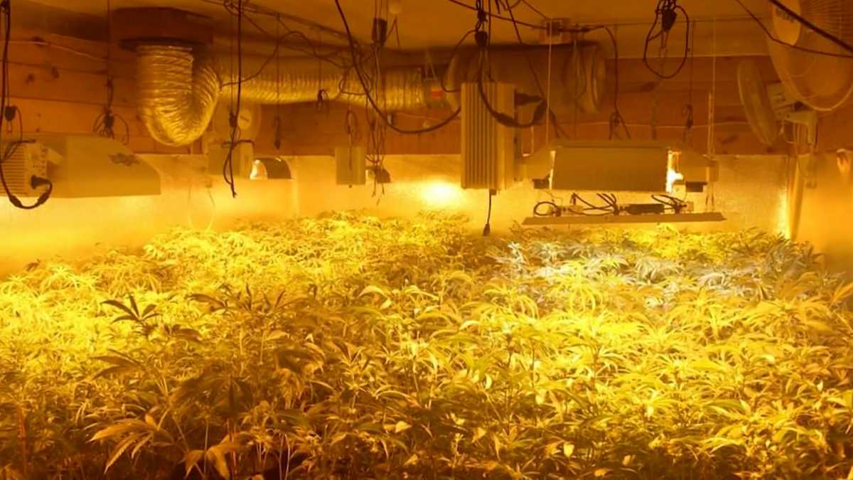 Maine utility company makes case to out illegal marijuana operations [Video]