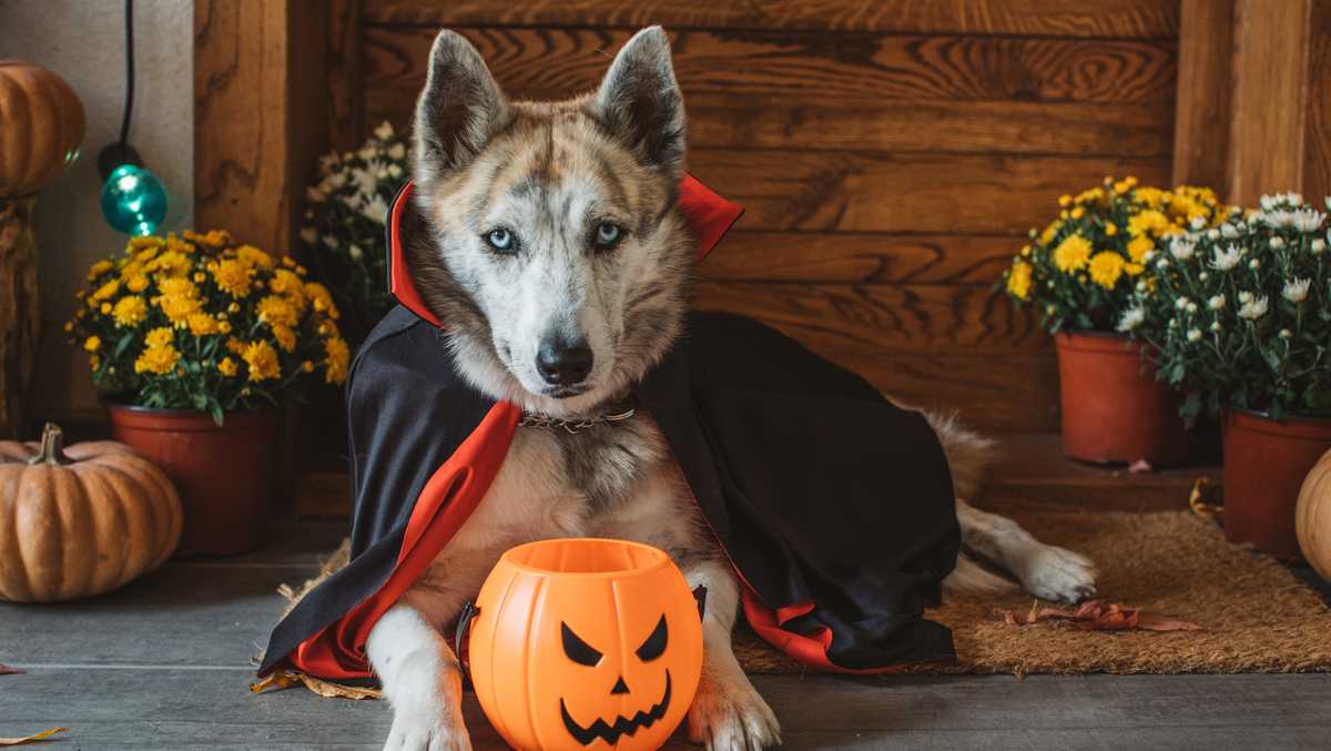 10 Halloween costumes for dogs that’ll have tails wagging [Video]