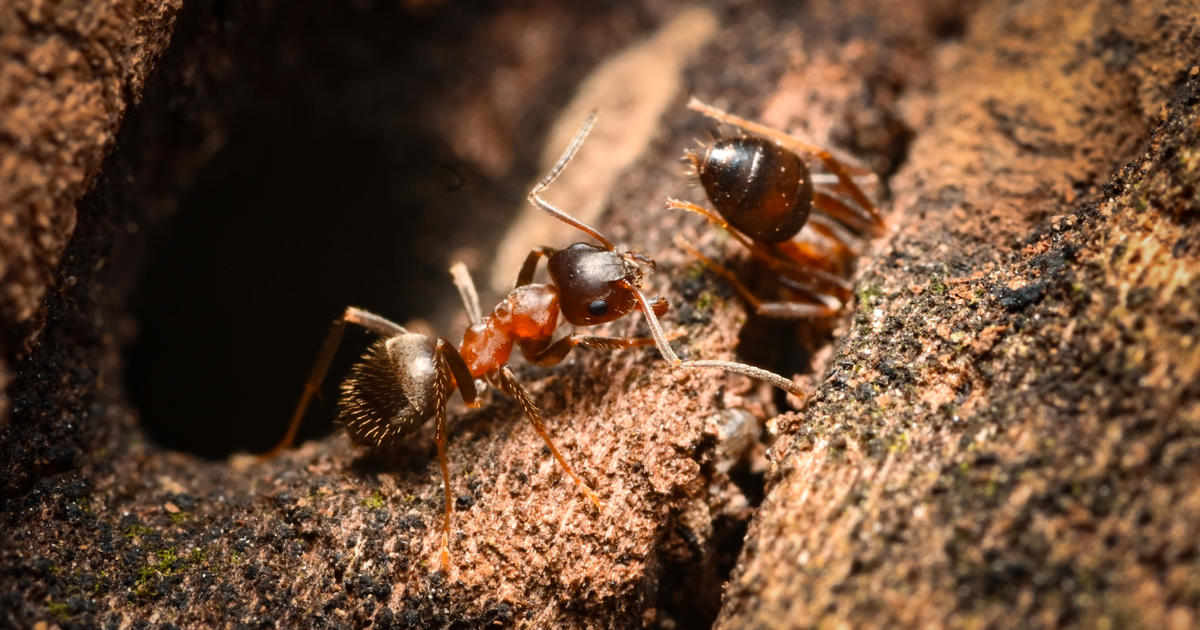 “ManhattAnts” are taking over New York City. Researchers have finally identified the invasive insects. [Video]