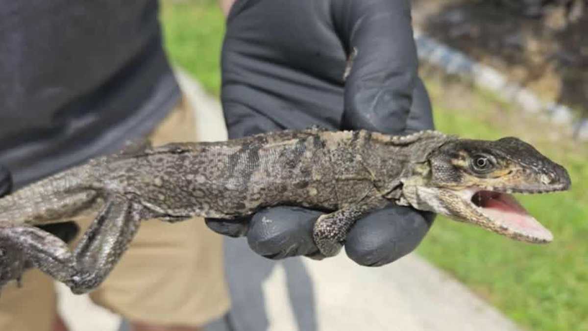 Florida man finds baby iguana in toilet [Video]