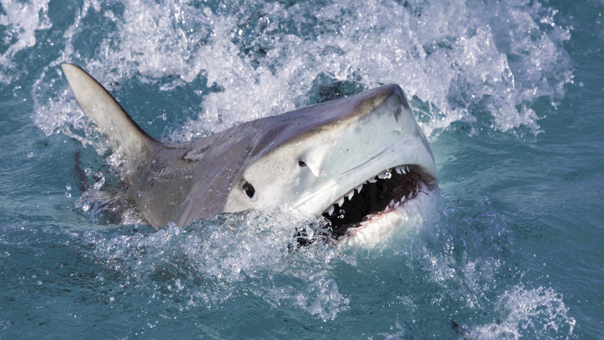 Remote island paradise has become blood-soaked haven for supersized SHARKS  and scientists have been left baffled  The US Sun [Video]