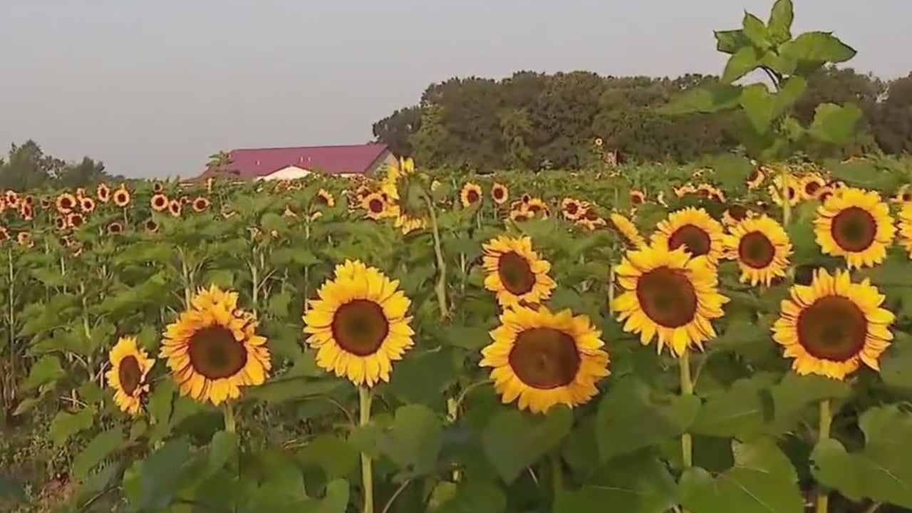 Sunflower fields in full bloom at Lino Lakes farm [Video]