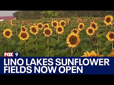 Lino Lakes sunflower fields now open through September [Video]