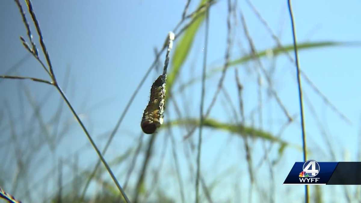 How weather affects armyworms lawn infestations [Video]