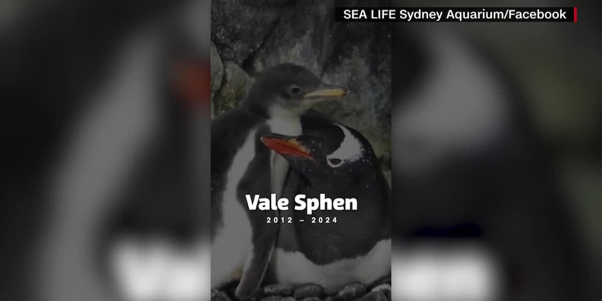 Sphen, one half of world-famous same-sex penguin couple, dies at 11 years old [Video]