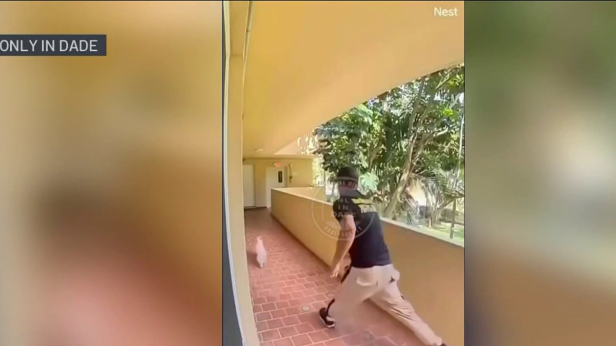 Man seen kicking dog in viral Only in Dade video arrested: Police  NBC 6 South Florida