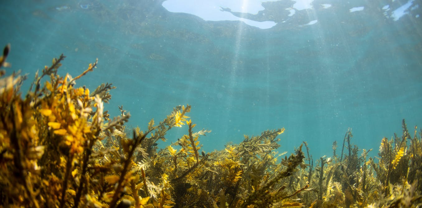 Why eating seaweed might help prevent Parkinsons disease [Video]