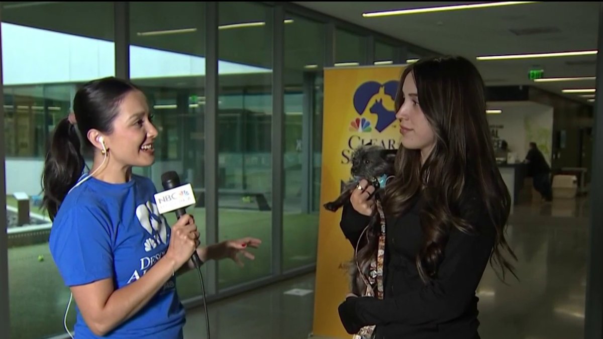 Celebrating 10 years of helping pets find their forever homes  NBC Bay Area [Video]