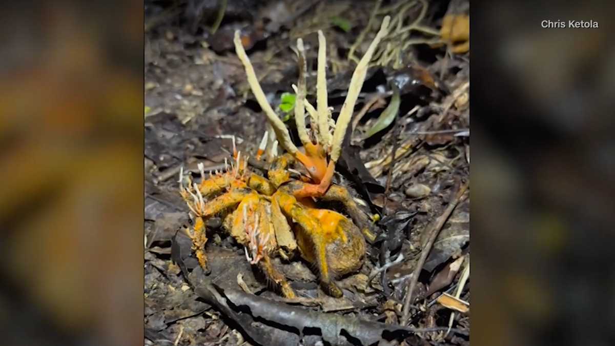 Tarantula infected by fungus that inspired zombie TV show [Video]