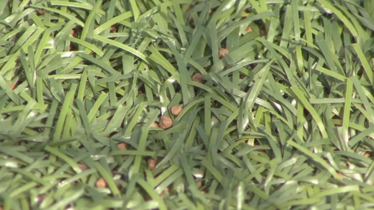 Expert discusses safety advances in artificial turf  NBC Bay Area [Video]