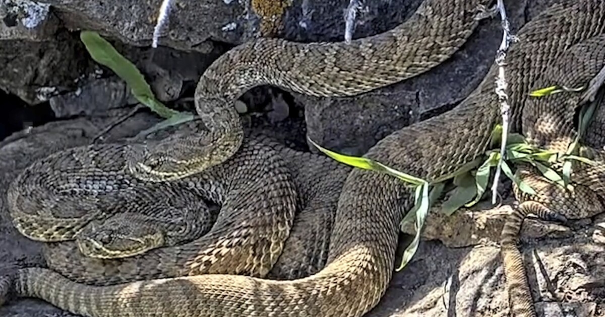 Newborn rattlesnakes at a Colorado ‘mega den’ are making their live debut [Video]