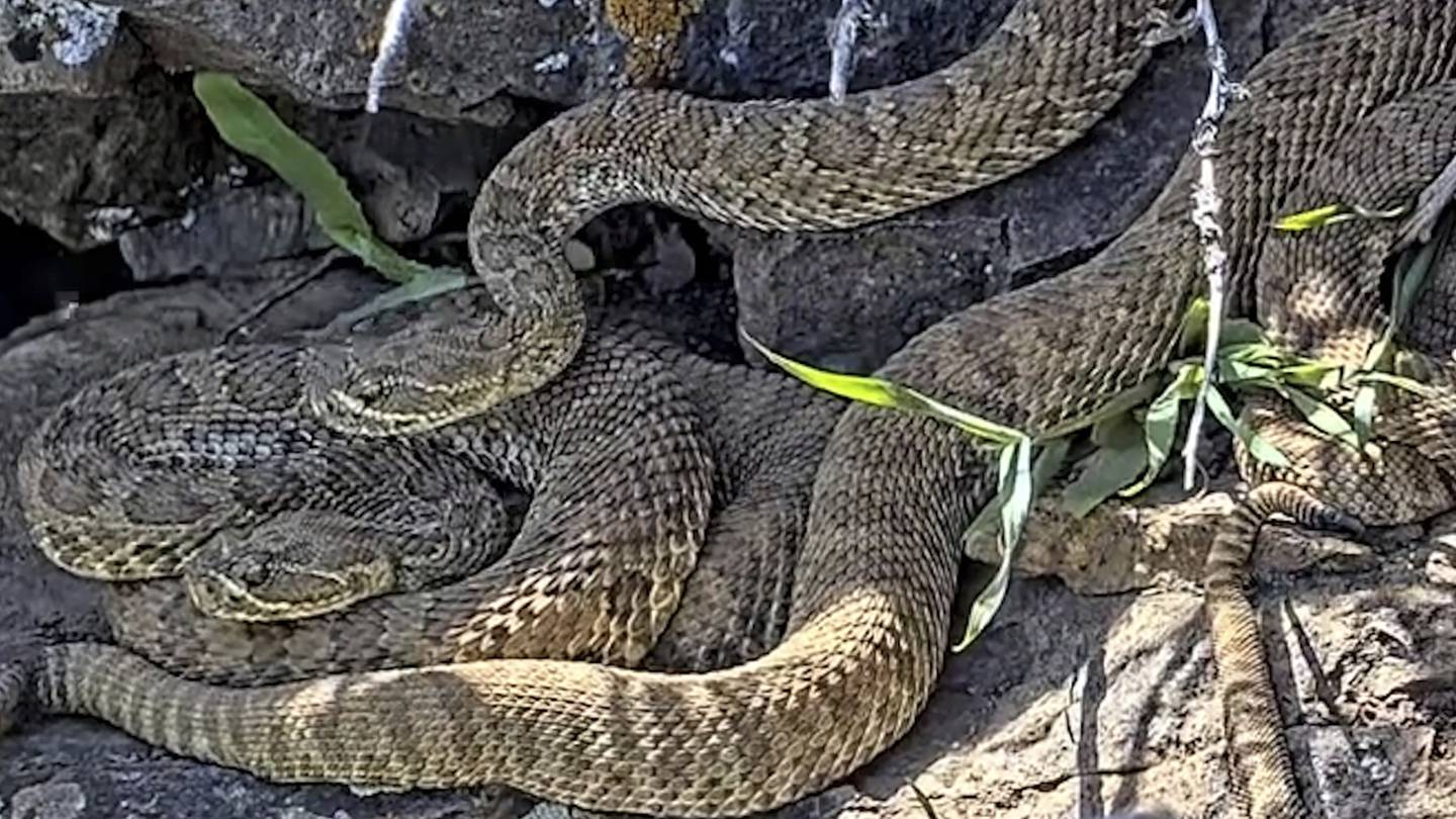 Newborn rattlesnakes at a Colorado ‘mega den’ are making their live debut  WSOC TV [Video]