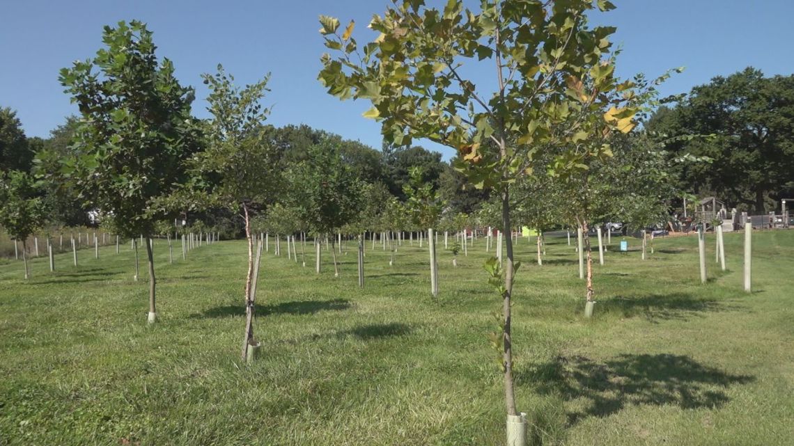 Grant awards funds for more native trees in south-central Pennsylvania [Video]