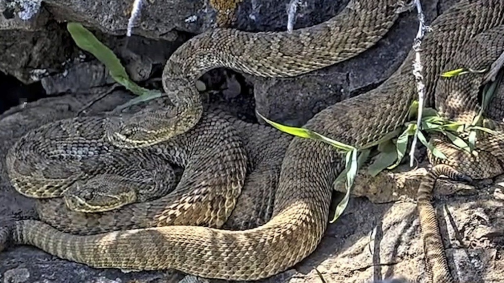 Colorado ‘mega den’ of rattlesnakes expands [Video]