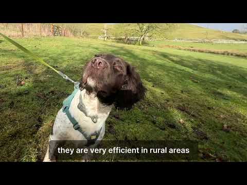 Sniffer Dogs To The Rescue! [Video]