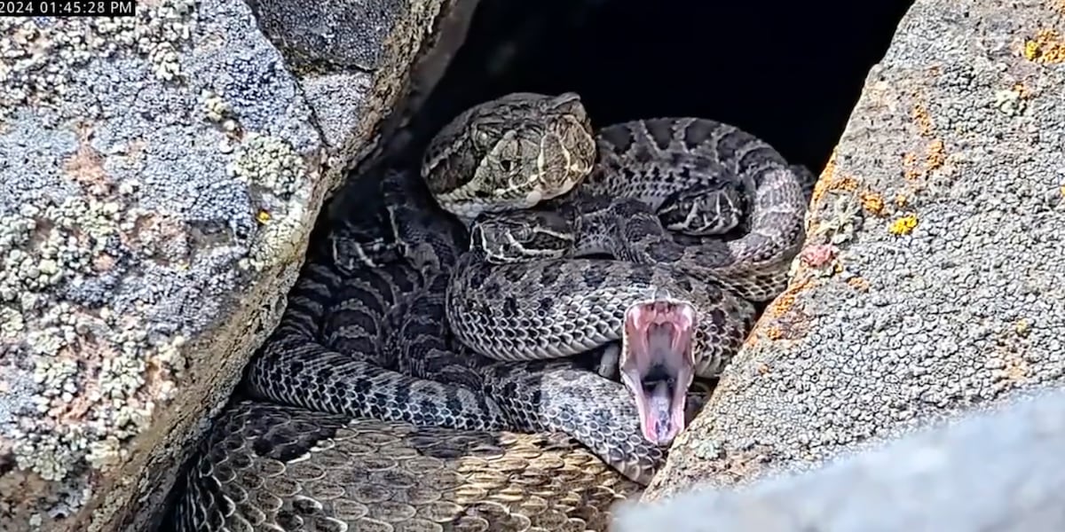 Newborn rattlesnakes at a mega den are making their live debut [Video]